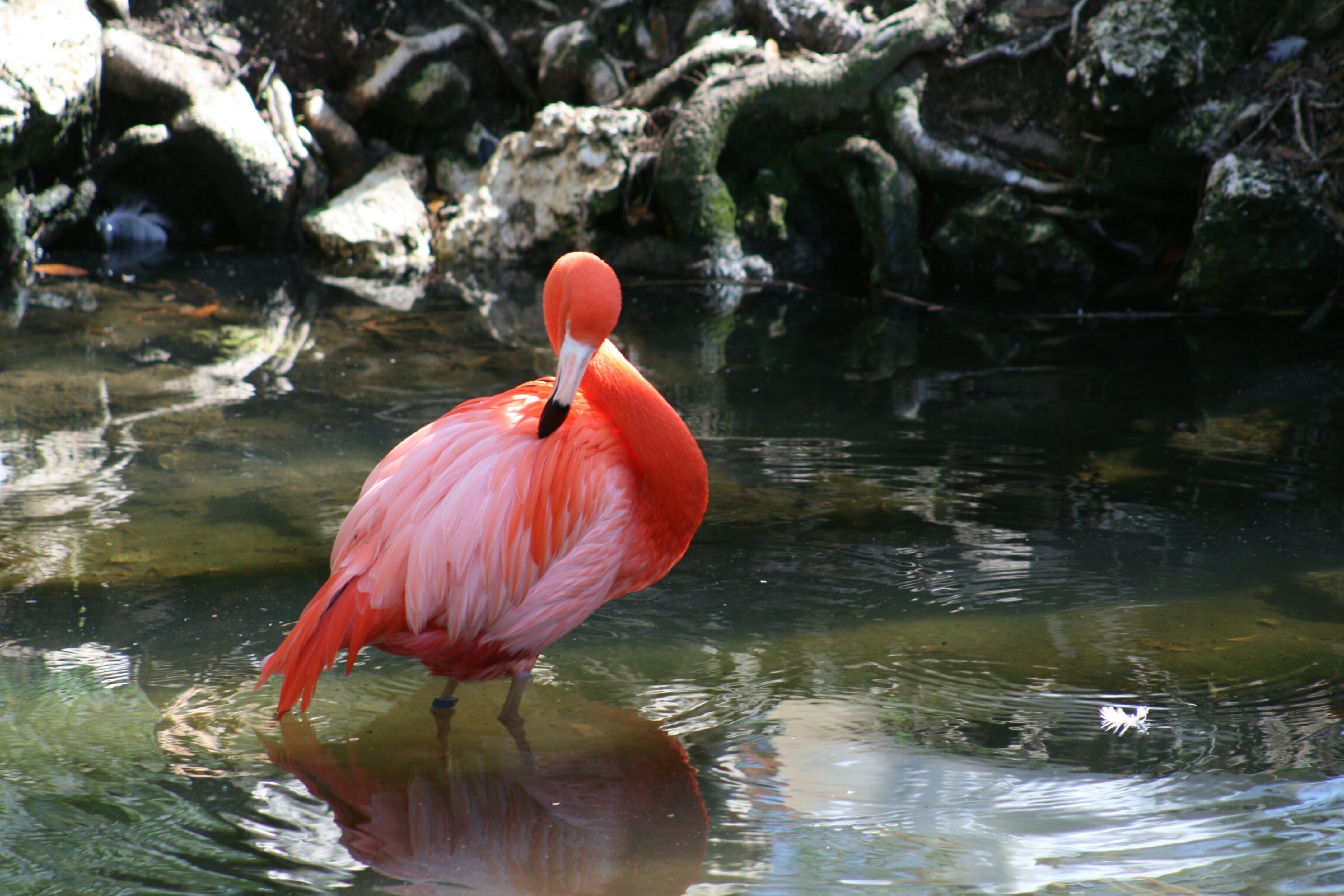 Imagem de Phoenicopterus ruber Linnaeus 1758