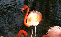 Imagem de Phoenicopterus ruber Linnaeus 1758