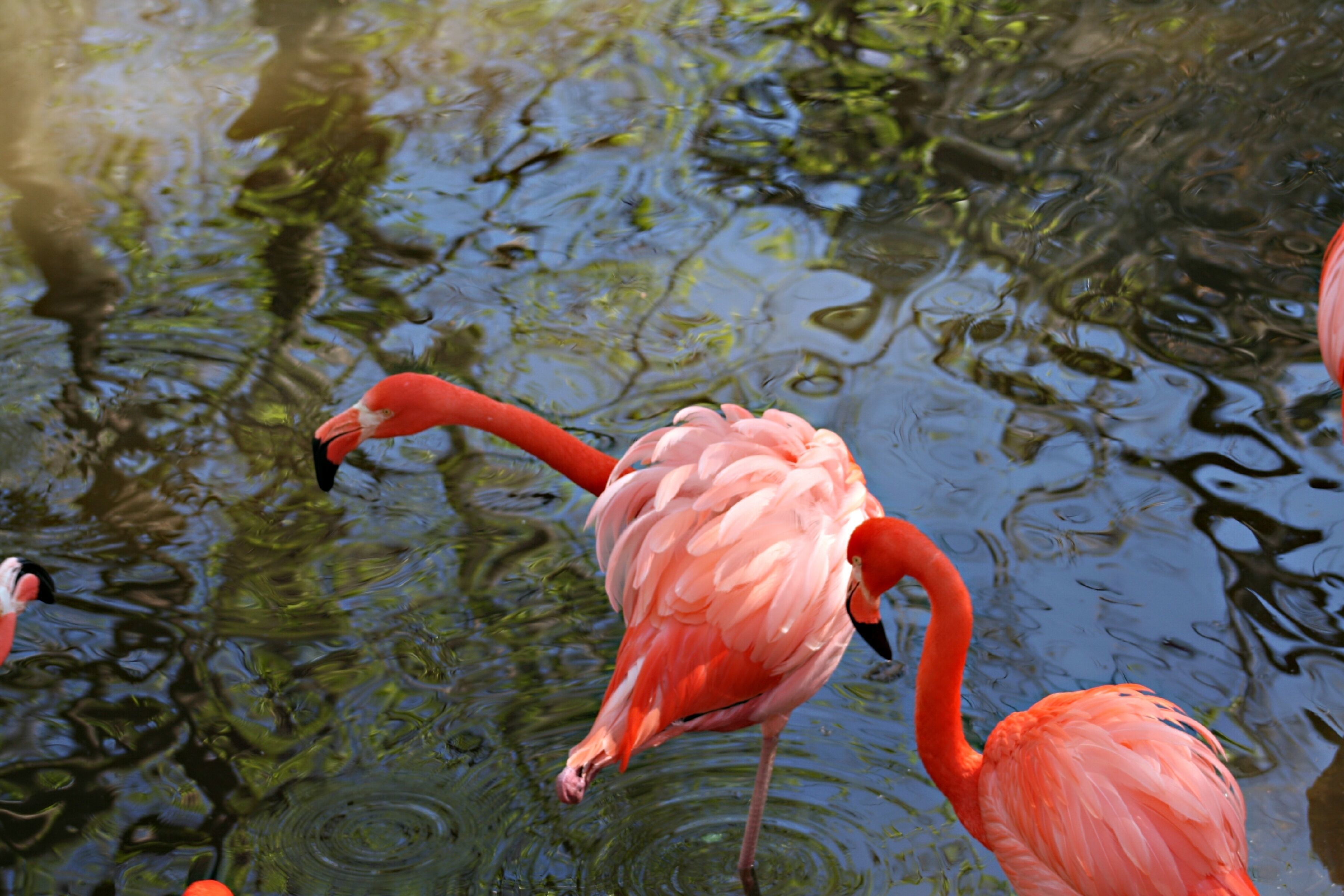 Imagem de Phoenicopterus ruber Linnaeus 1758