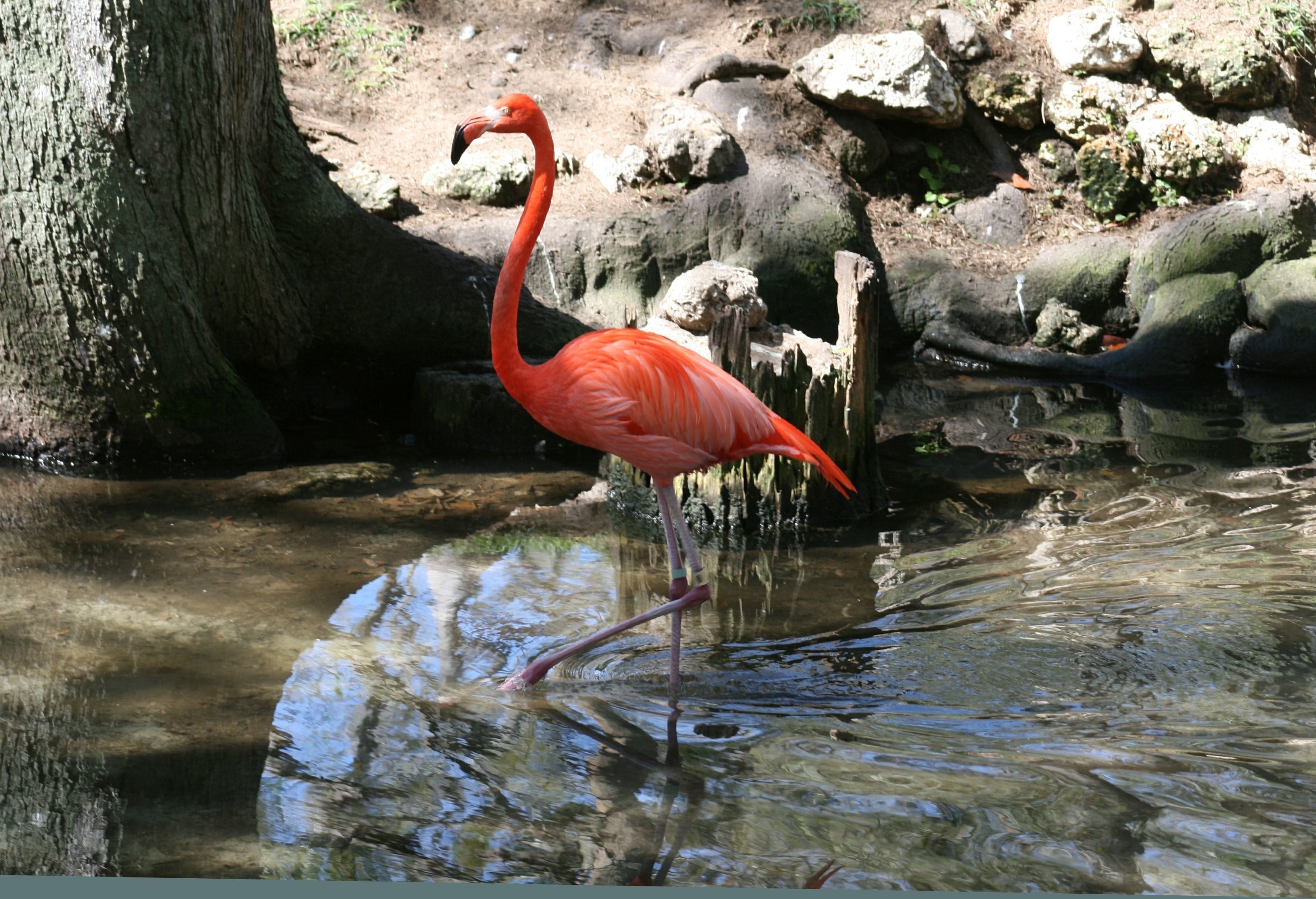 Imagem de Phoenicopterus ruber Linnaeus 1758