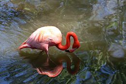 Imagem de Phoenicopterus ruber Linnaeus 1758