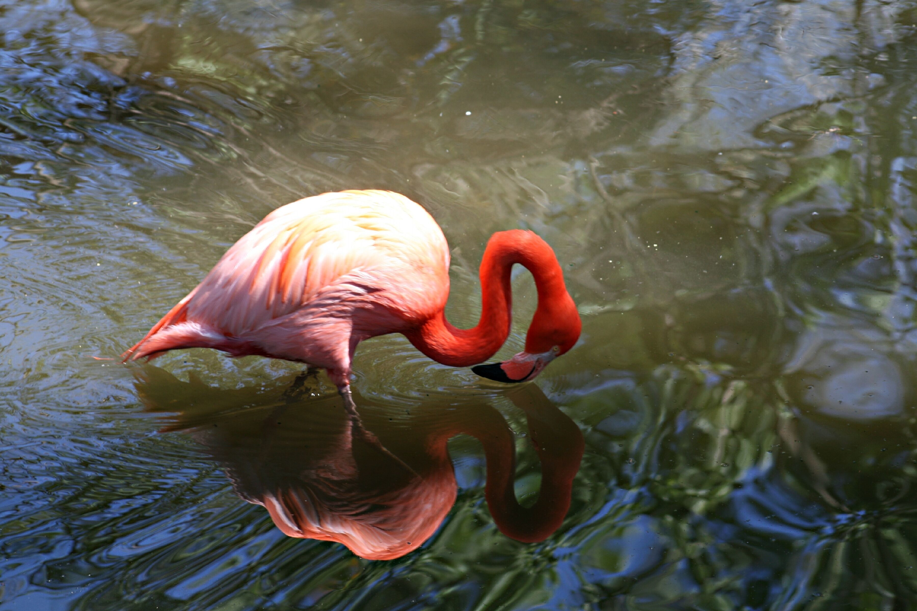 Imagem de Phoenicopterus ruber Linnaeus 1758