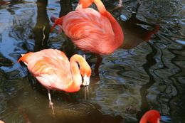 Imagem de Phoenicopterus ruber Linnaeus 1758