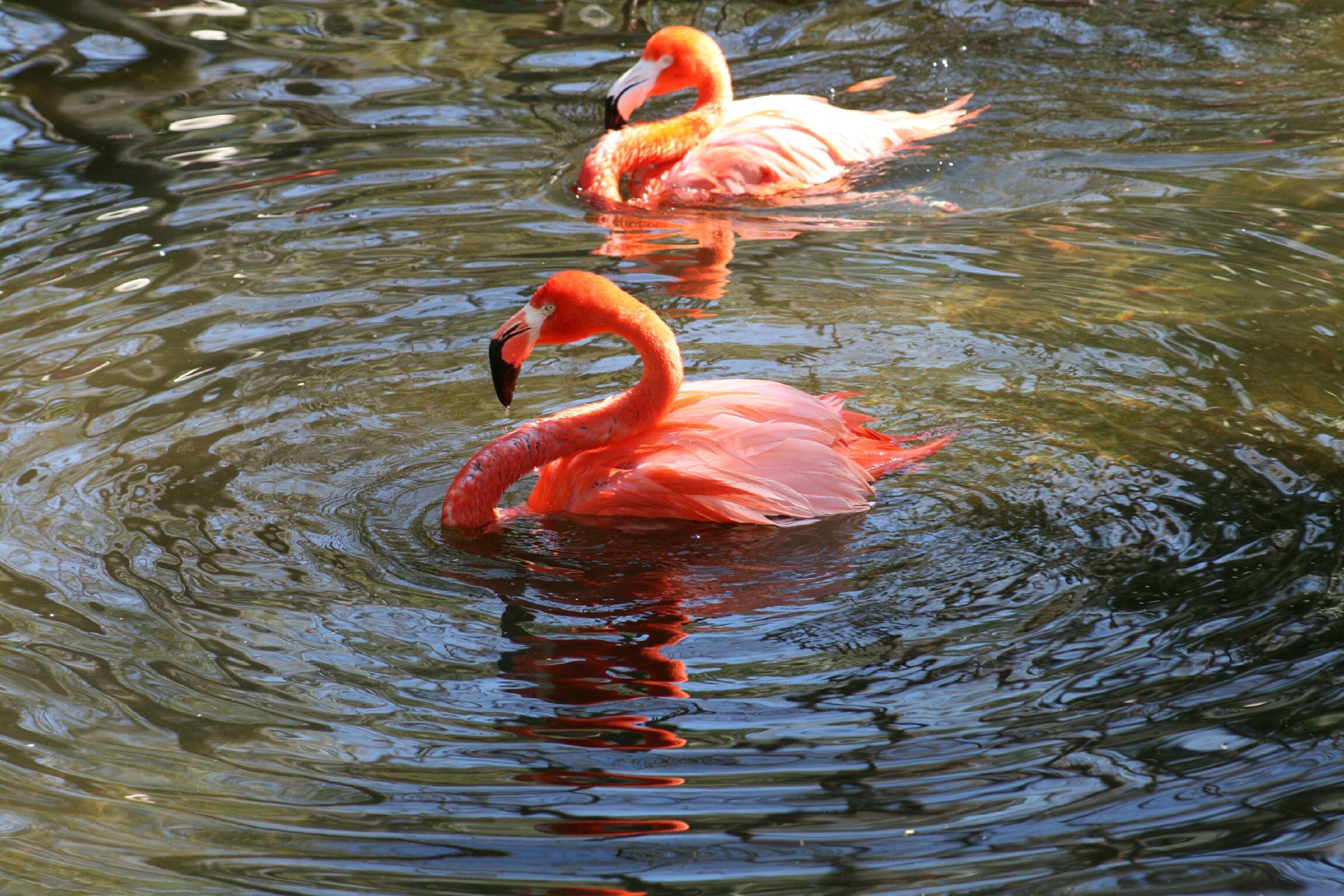 Imagem de Phoenicopterus ruber Linnaeus 1758