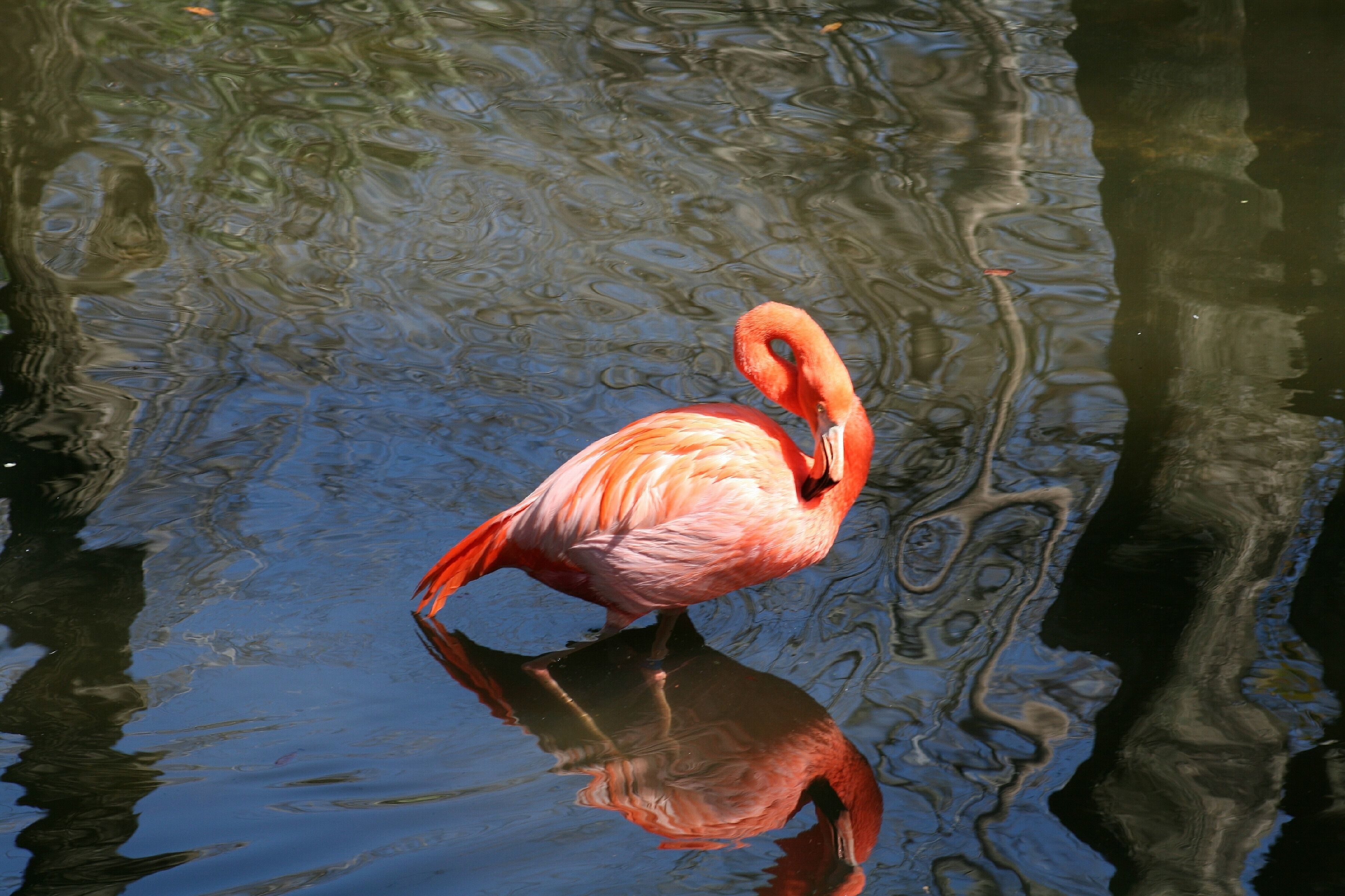 Imagem de Phoenicopterus ruber Linnaeus 1758