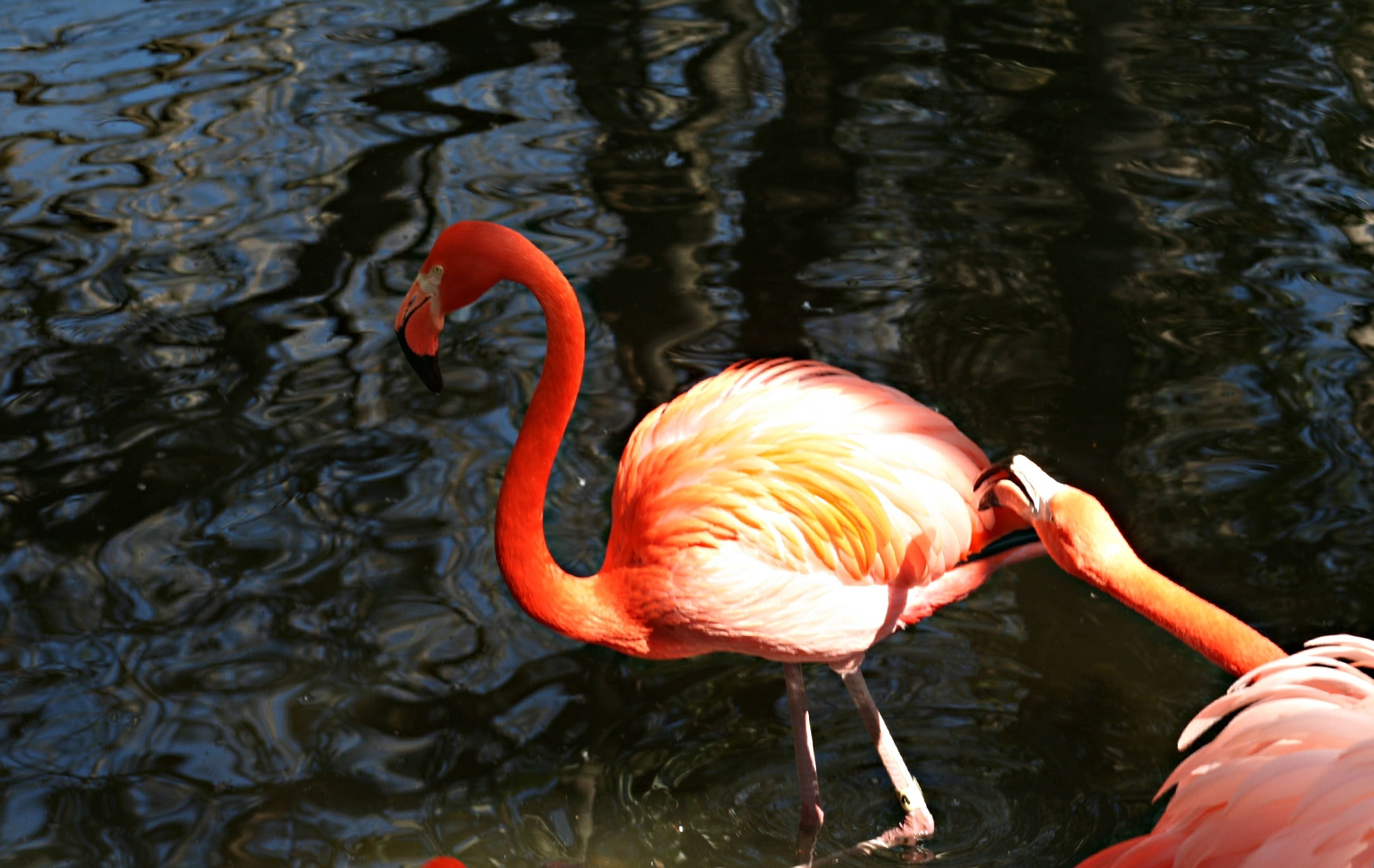 Imagem de Phoenicopterus ruber Linnaeus 1758