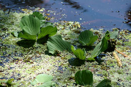 Image of water lettuce