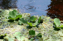 Image of water lettuce