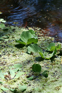 Image of water lettuce