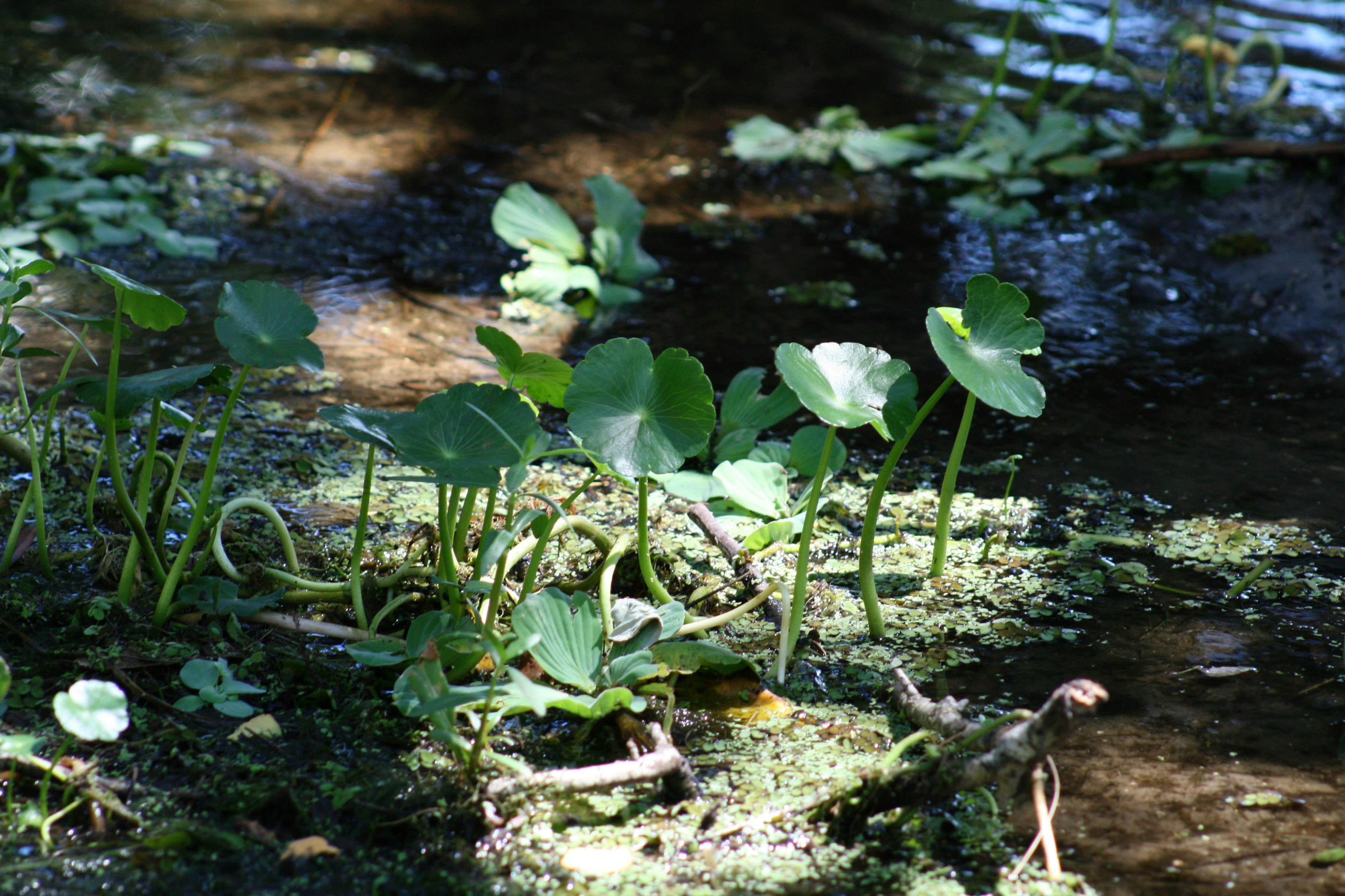 Image of watermoss