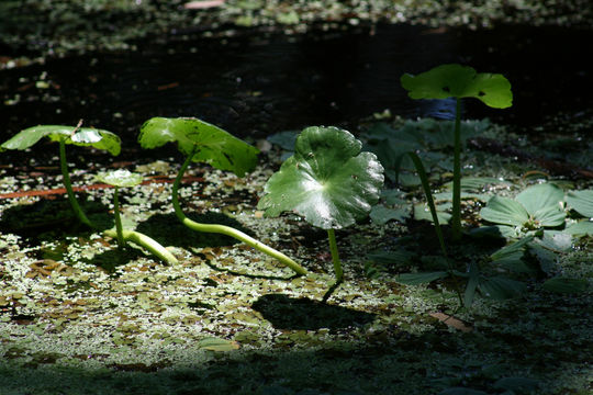 Image of watermoss