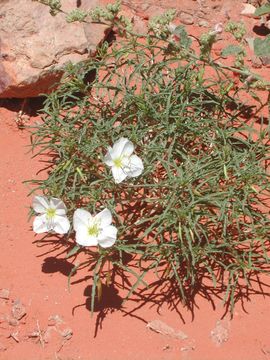 Imagem de Oenothera primiveris A. Gray