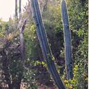 Image of tree cactus