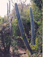 Plancia ëd Pilosocereus royenii (L.) Byles & G. D. Rowley