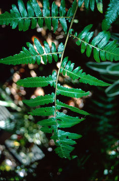 Image of vegetable fern