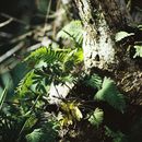 Sivun Pleopeltis polypodioides (L.) E. G. Andrews & Windham kuva
