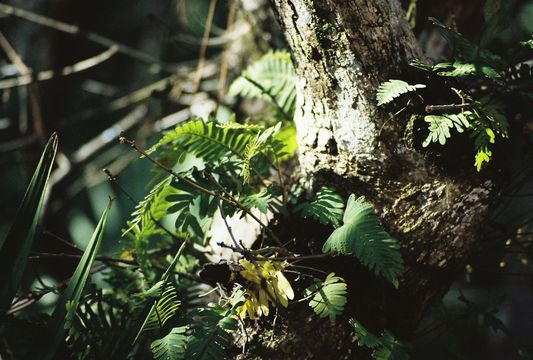 Image of resurrection fern