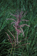 Imagem de Miscanthus sinensis Andersson