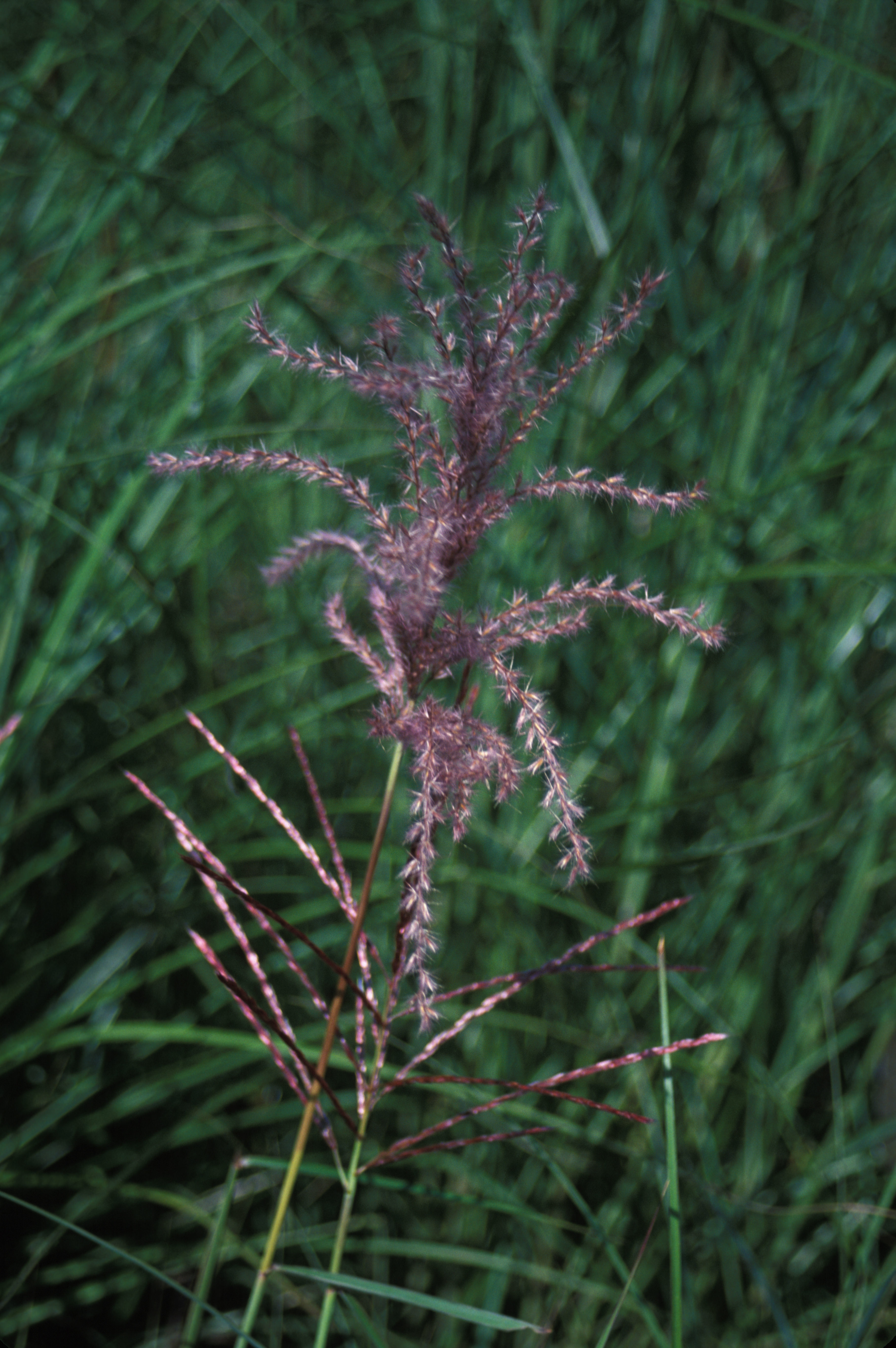 Image of Chinese silvergrass