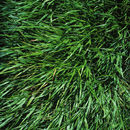 Image of pitscale grass