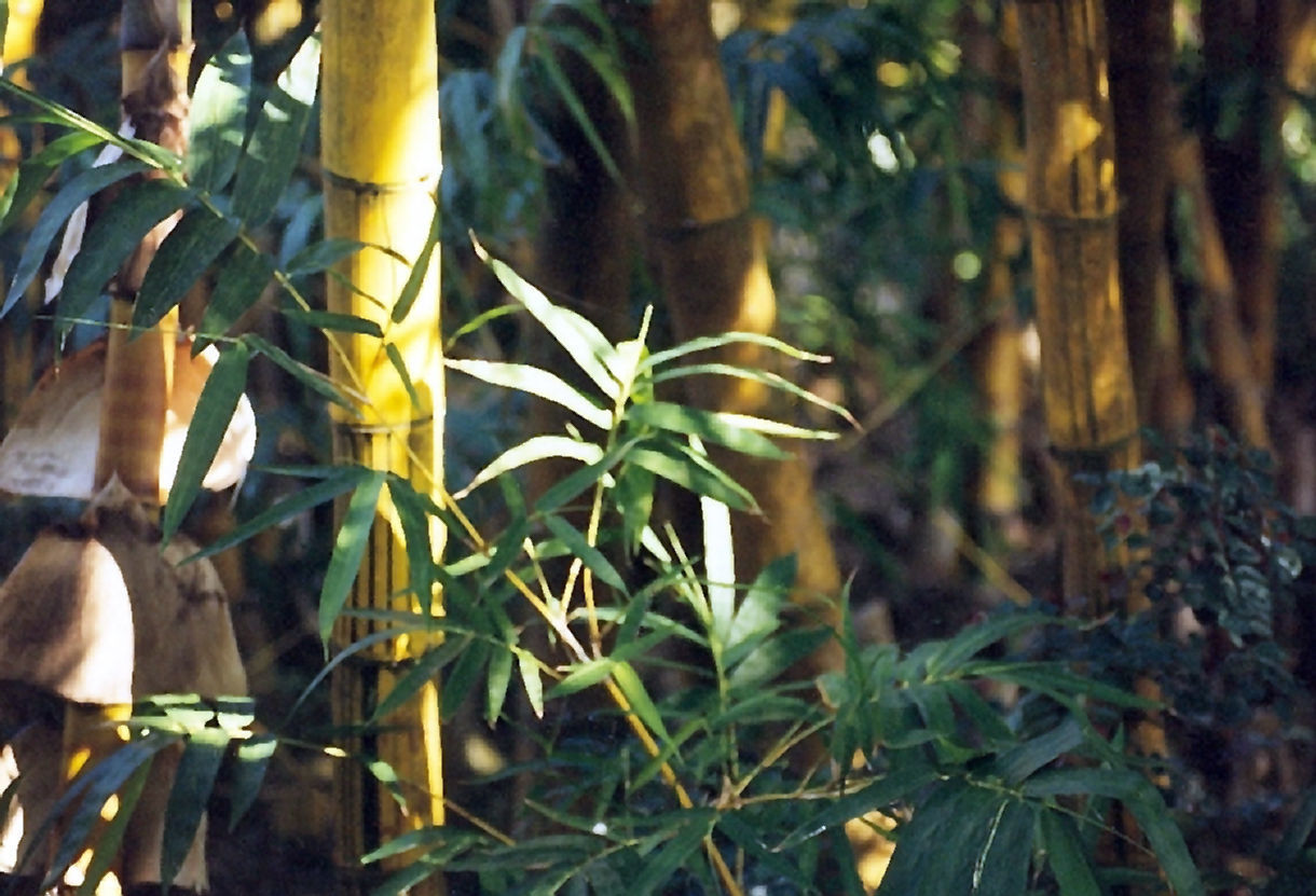 Слика од Phyllostachys aurea (André) Rivière & C. Rivière