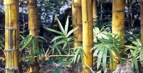 Phyllostachys aurea (André) Rivière & C. Rivière resmi