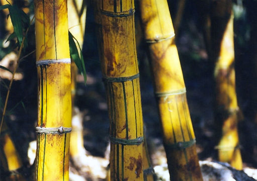 Слика од Phyllostachys aurea (André) Rivière & C. Rivière