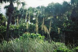 Image of seaoats