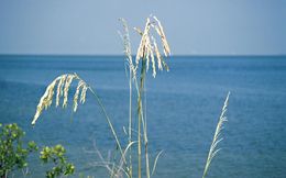 Plancia ëd Uniola paniculata L.