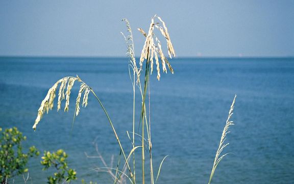 Image de Uniola paniculata L.