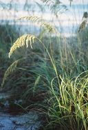 Image of seaoats