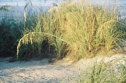 Image of seaoats