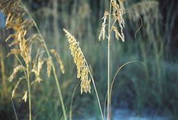 Image of seaoats