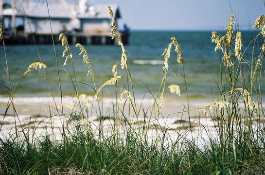 Image of seaoats