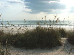 Image of seaoats