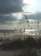 Image of seaoats