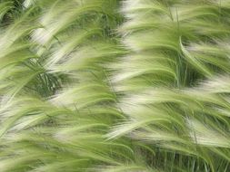 Image of foxtail barley