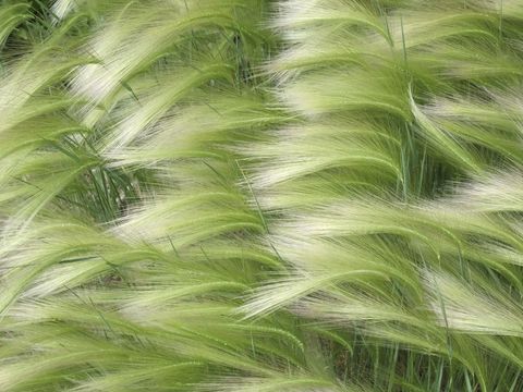 Image of foxtail barley