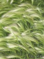 Image of foxtail barley