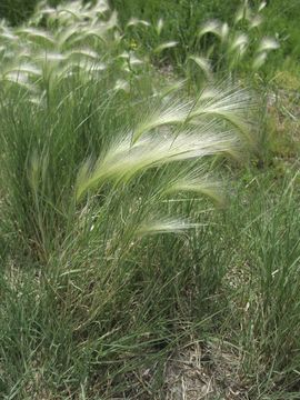 Image of foxtail barley