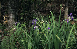 Image of Prairie iris