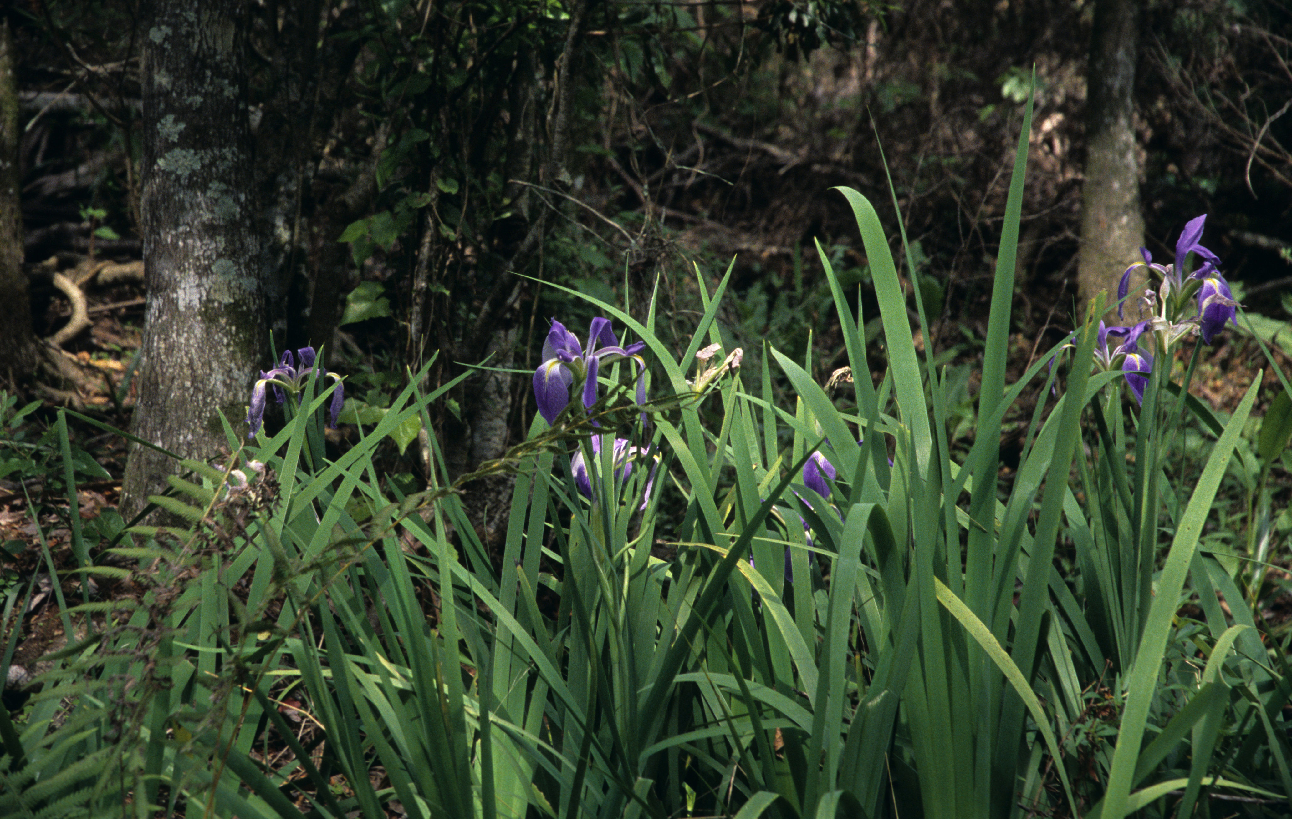 Image of Prairie iris