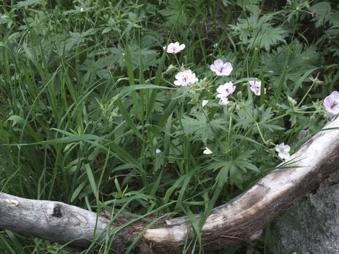 Plancia ëd Geranium viscosissimum Fisch. & C. A. Mey. ex C. A. Mey.