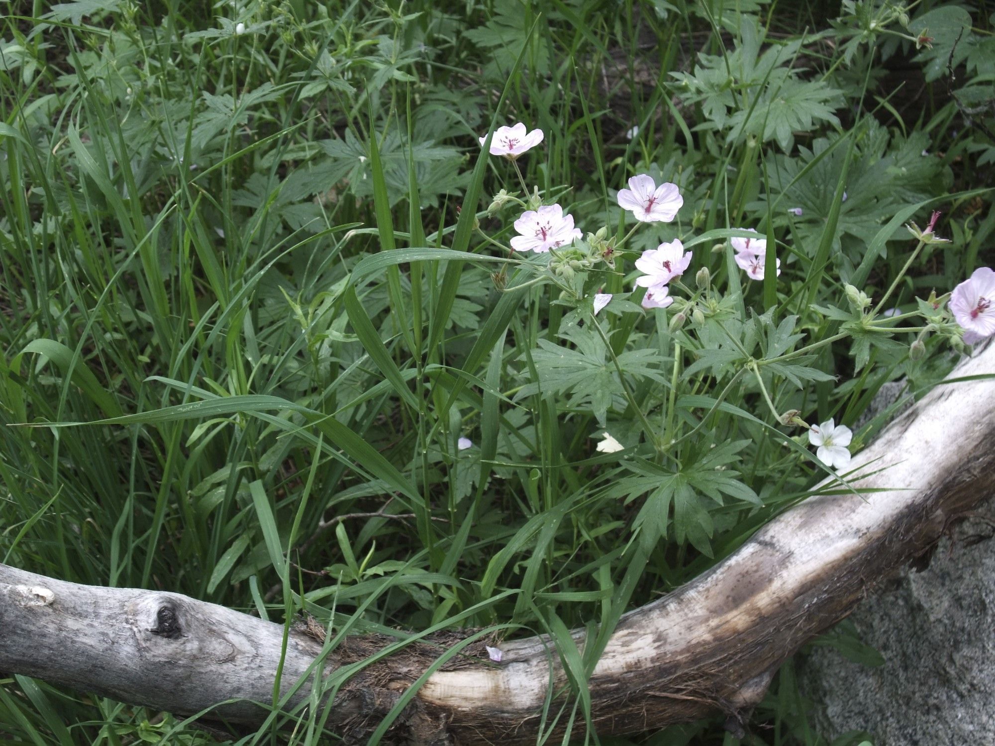 Image of sticky purple geranium