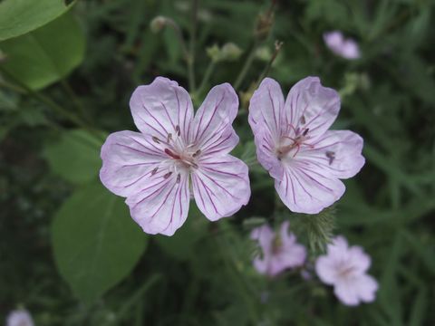 Image of sticky purple geranium