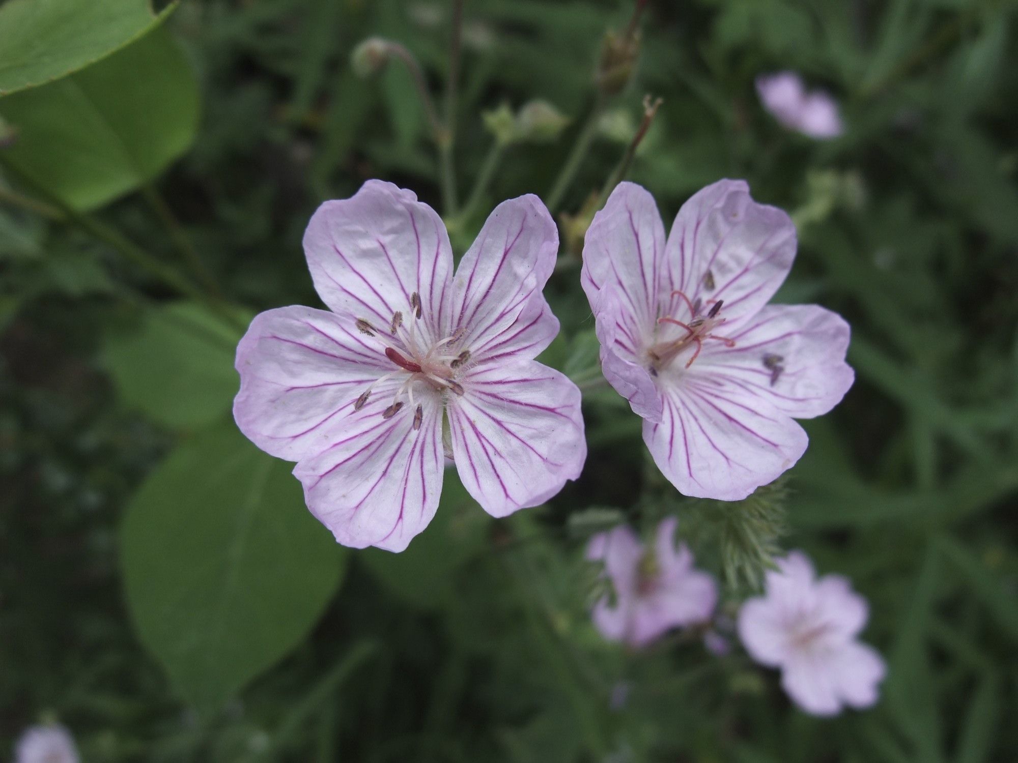 Plancia ëd Geranium viscosissimum Fisch. & C. A. Mey. ex C. A. Mey.