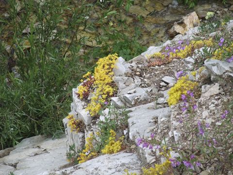 Image of spearleaf stonecrop