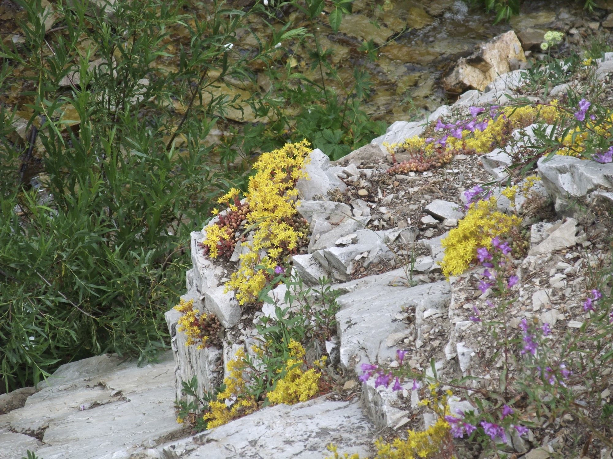 Image de Sedum lanceolatum Torr.