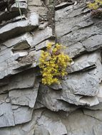 Image de Sedum lanceolatum Torr.