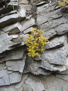 Image of spearleaf stonecrop